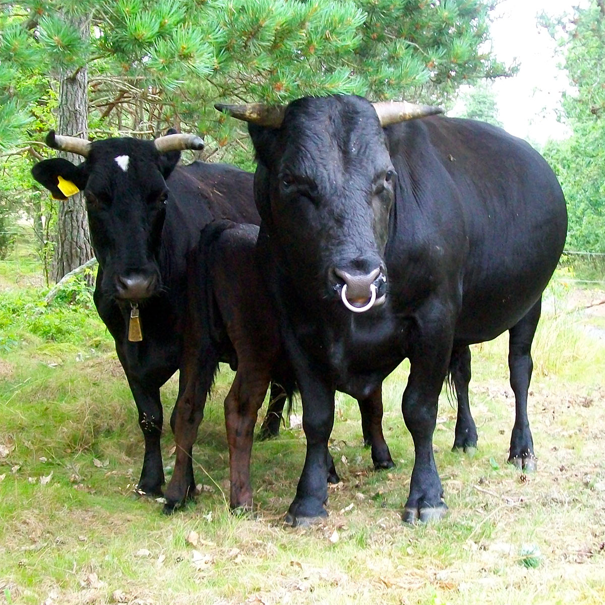 Skånsk röd och Granemålako