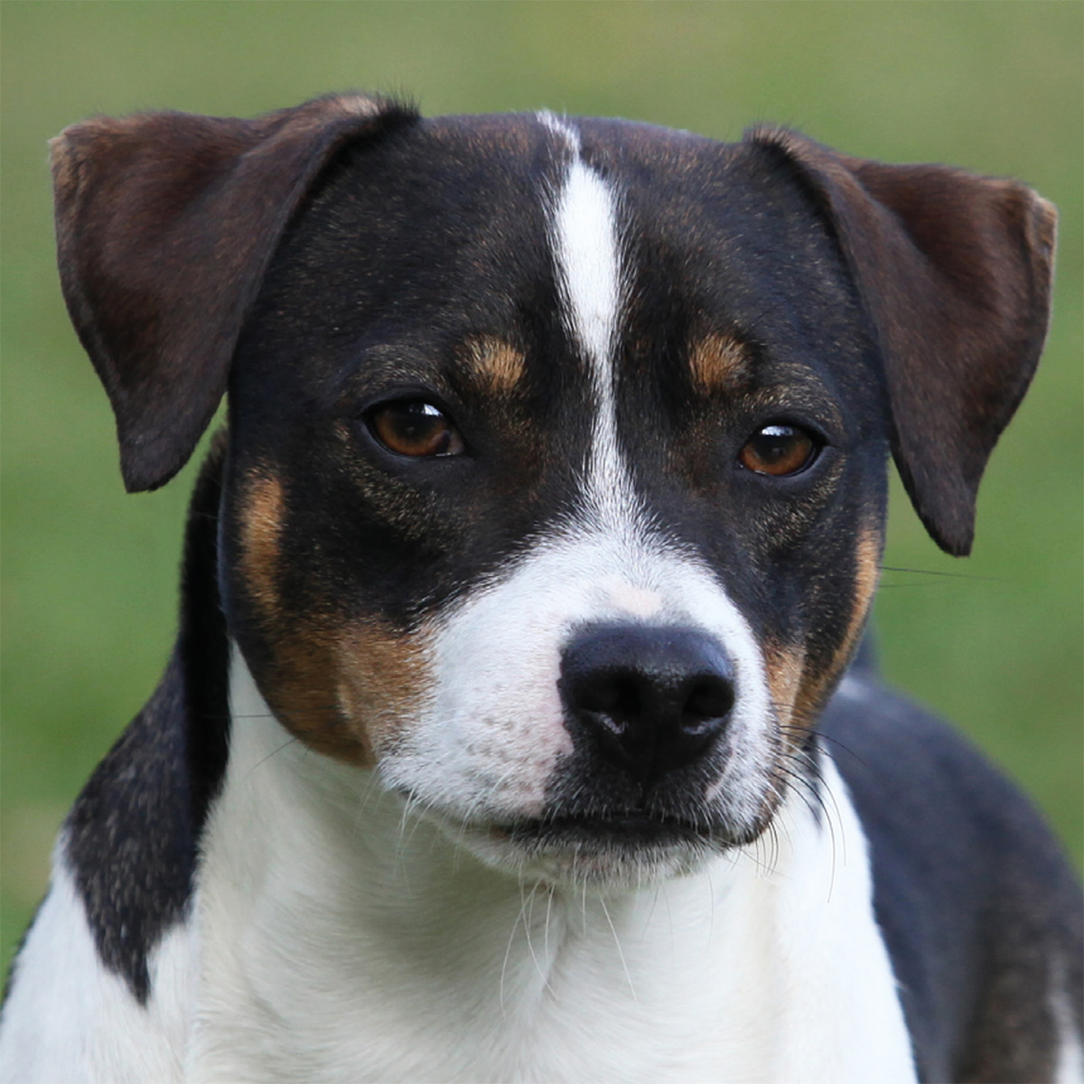 Råttehunden (Dansk-svensk gårdshund)